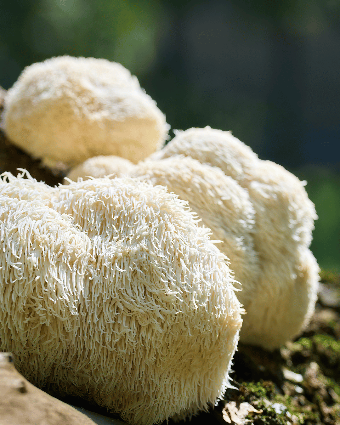 Lion's Mane
